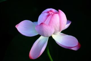 Lotus Water Lily