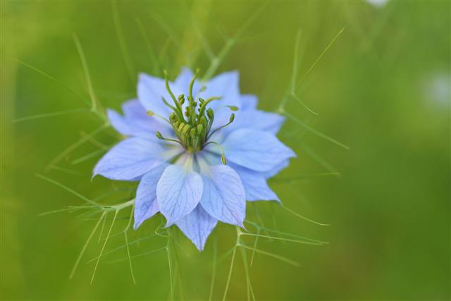 Nigella