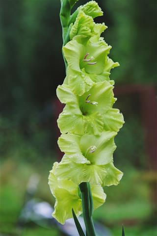 Blooming Gladiolus In Summer Garden