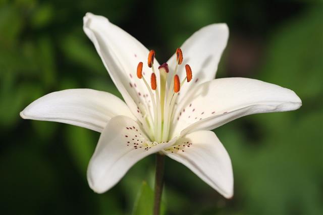 White Lily