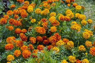 Marigolds