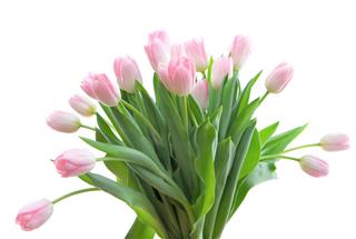Bouquet Of Tulips