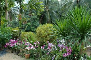 Tropical Vegetation