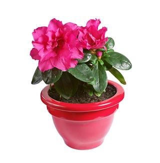 Red Azalea Flower