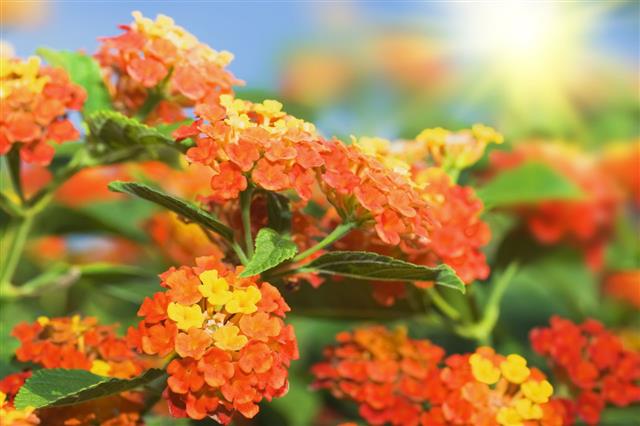 Lantana Flowers