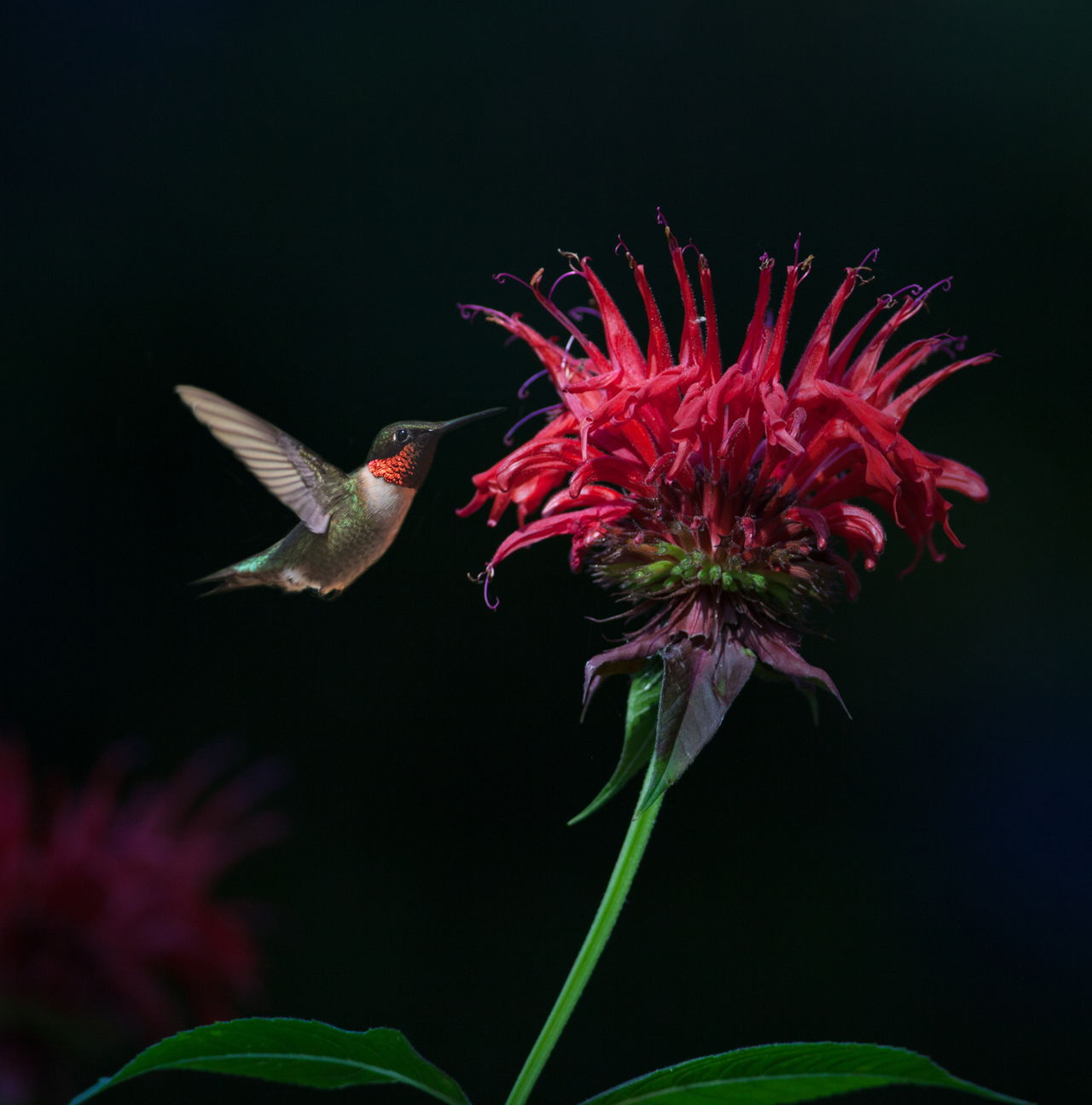 Ruby Throated Hummingbird On Bee Balm