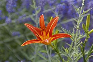 Tiger Lily