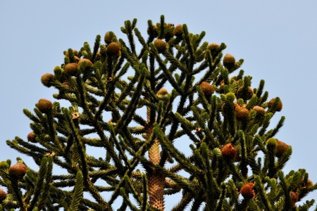 Female Cones on a Monkey Puzzle tree