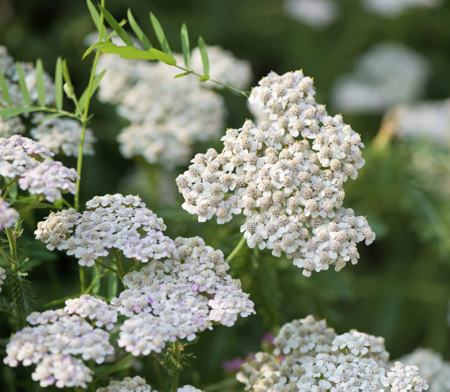 common yarrow