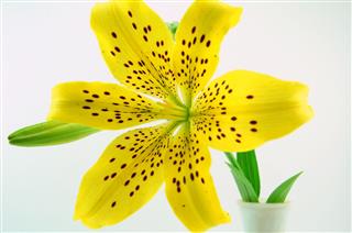 Beautiful Tiger Lily Flower