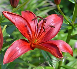 Red Bud Of Tiger Lily