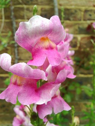 Pink Magenta Snapdragon Flowers