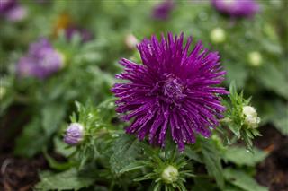Chrysanthemum Flowers