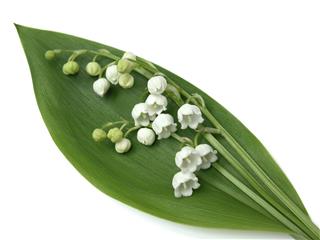 Lily Of The Valley