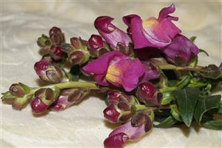 Beautiful Snapdragon Flower