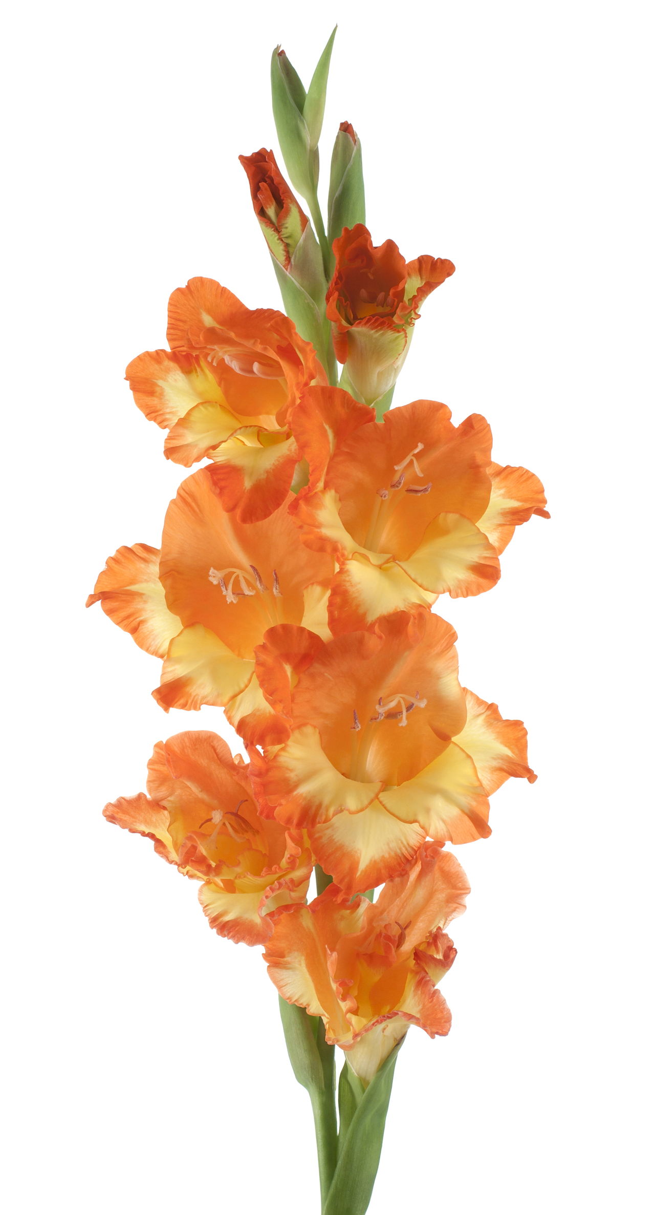 Gladiolus