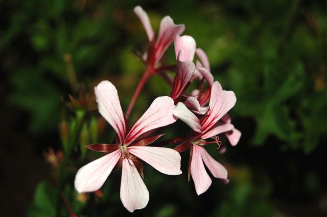 Geranium Flower