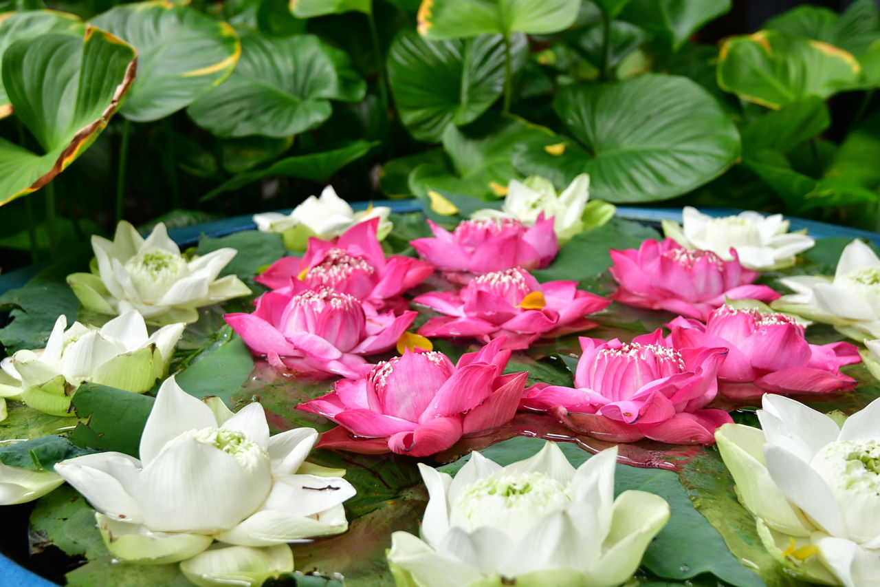Lotus Flowers