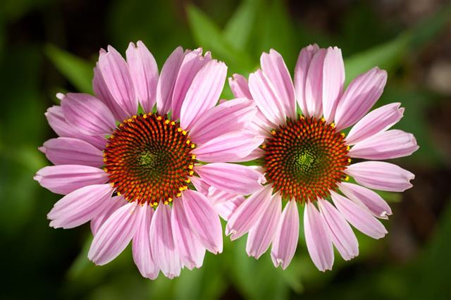 Pair Of Purple Cone Flowers