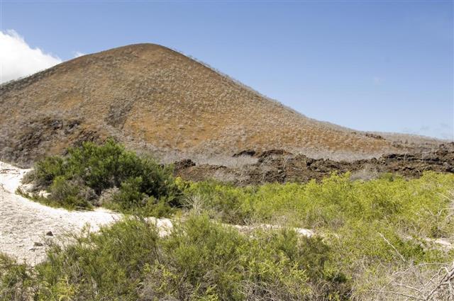Scalesia and salt bush at Cormorant Point