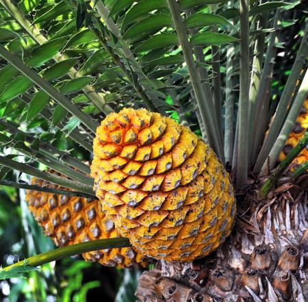 cycad cone