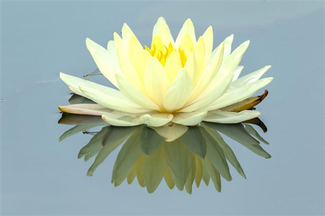 Lotus Flower