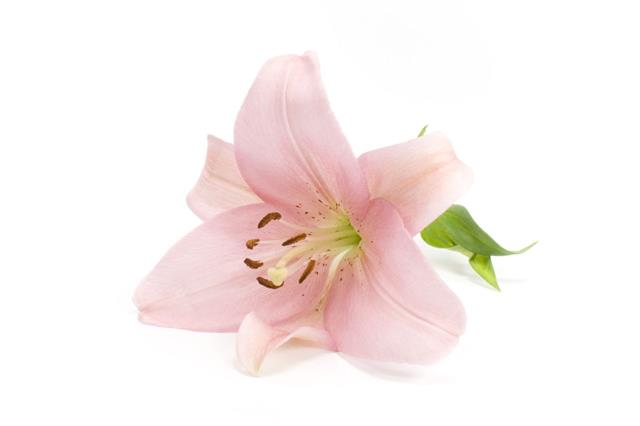 Pink Lily Flower