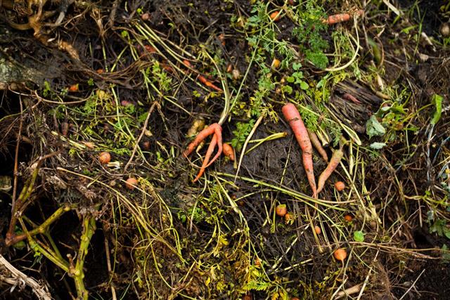 Vegetable garden's compost