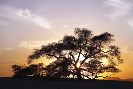 Mesquite tree