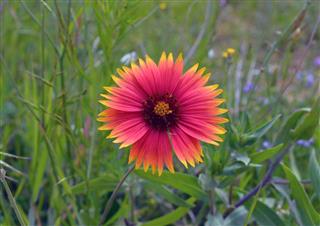 Gaillardia Flowers