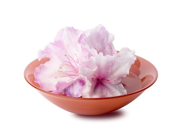 White Azaleas In Red Glass Bowl