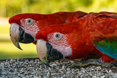Macaws eating soil