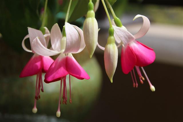 Pink And White Fuchsia