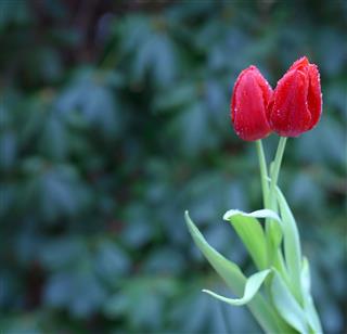 Two Red Tulips