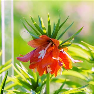 Fritillaria Imperialis