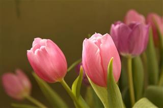 Pink Tulips