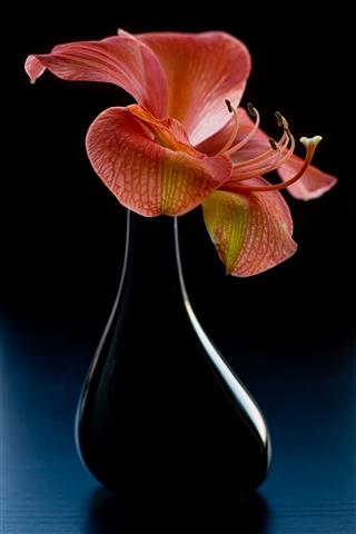Amaryllis