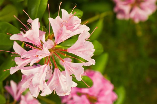 Pink Rhododendron Flowers