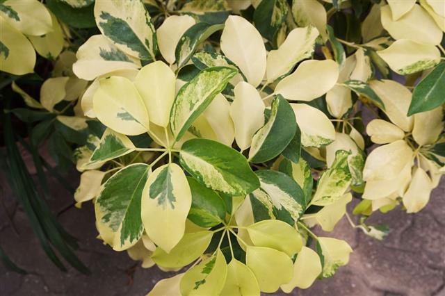 Schefflera