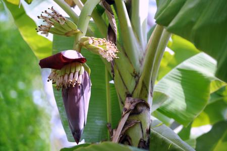 banana blossom