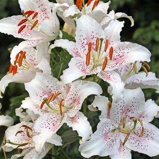 White Lilies