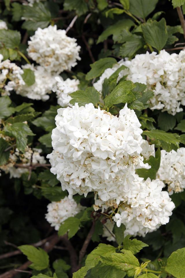 Viburnum flowers