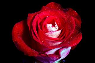 Red Rose
