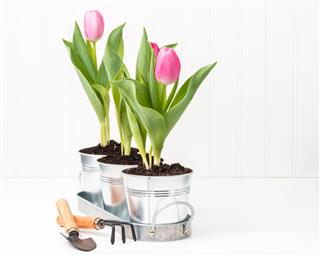 Potted Tulips