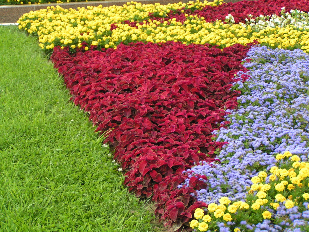 Colorful flower bed