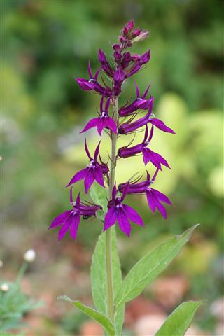 Lobelia