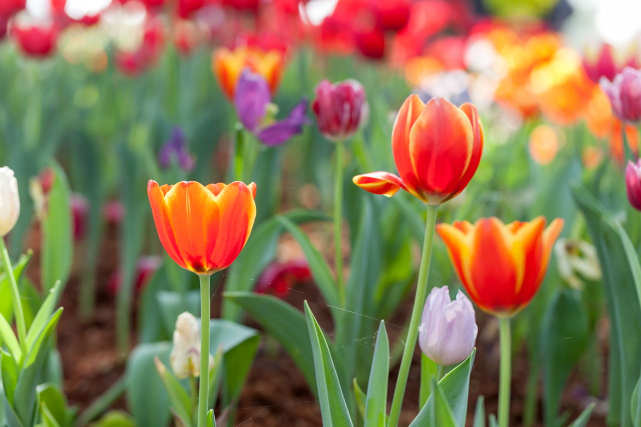 Tulips Planted In The Garden