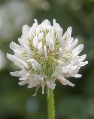 Bud Of White Clover