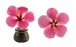 Fresh Hibiscus Flower