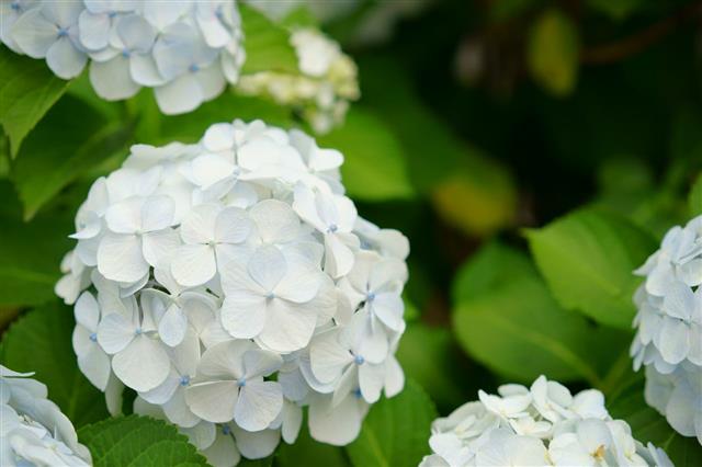 Hydrangea